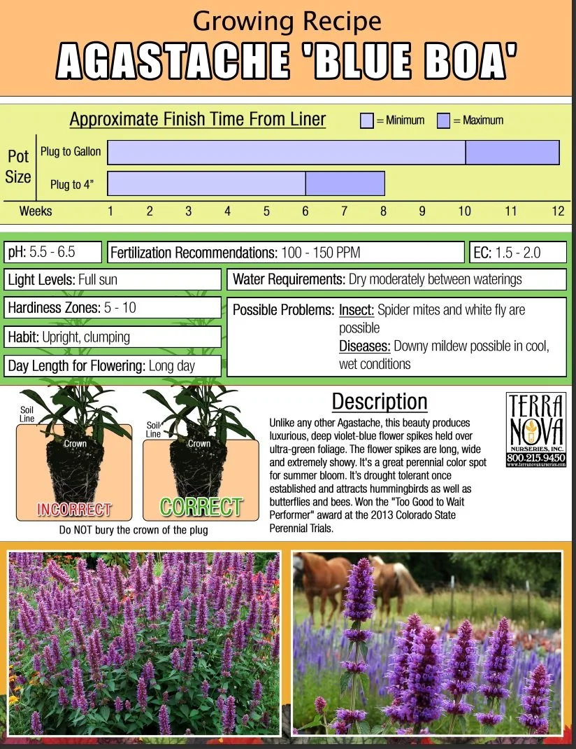 Agastache Blue Boa