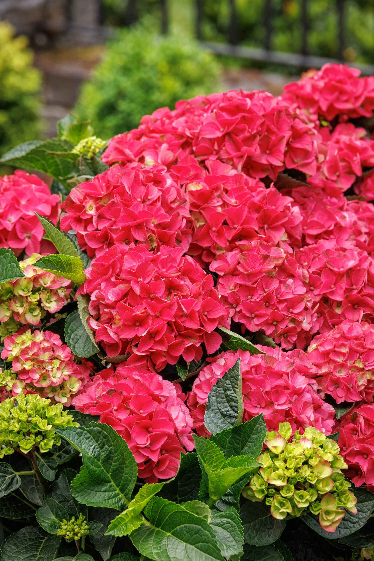 Hydrangea macrophylla Seaside Serenade® Martha's Vineyard