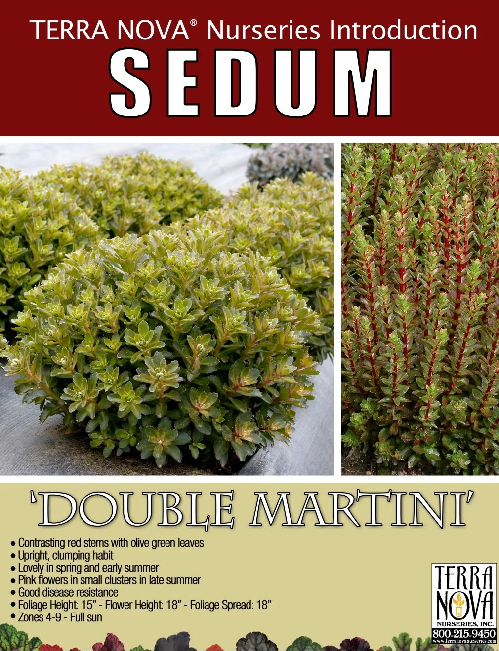 Sedum Double Martini