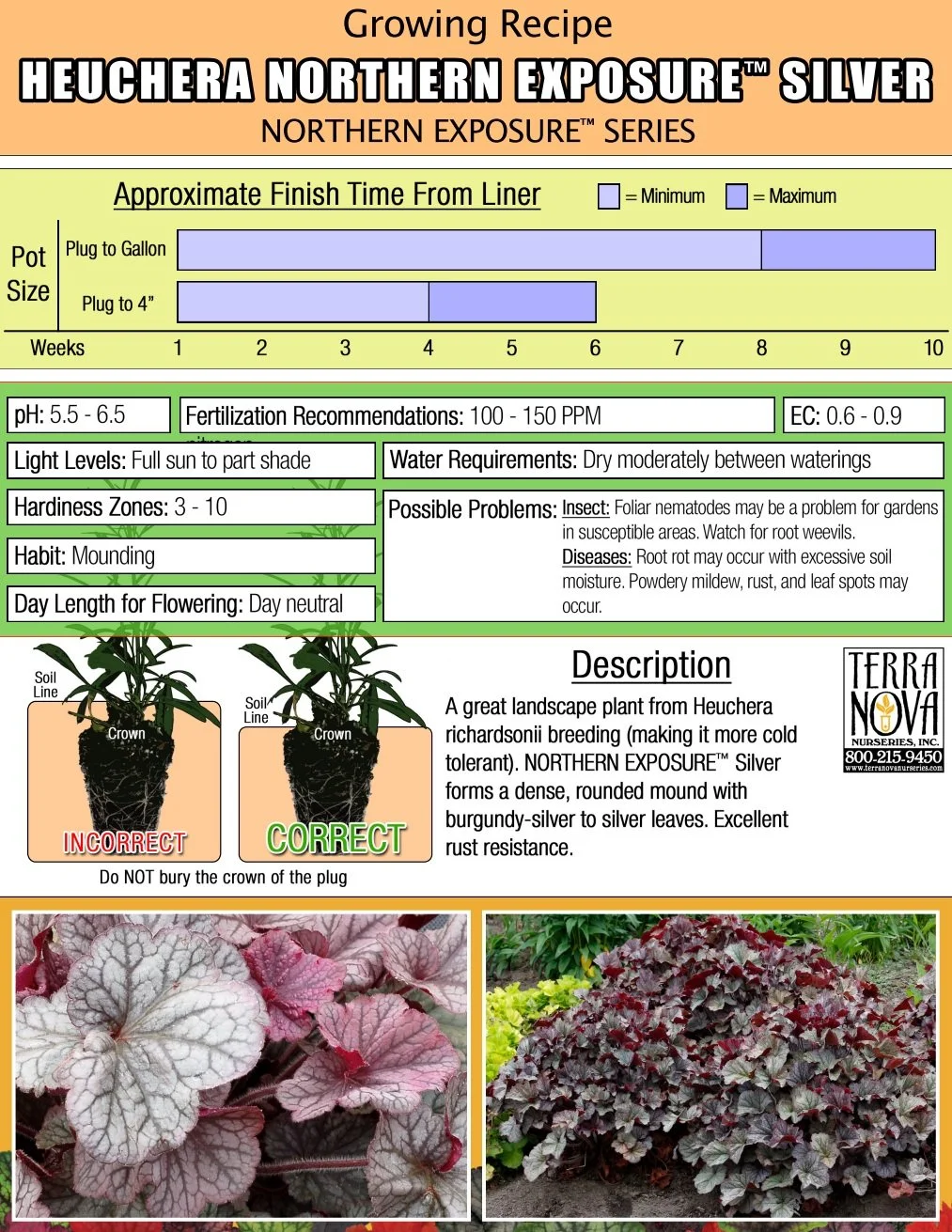 Heuchera Northern Exposure™ Silver