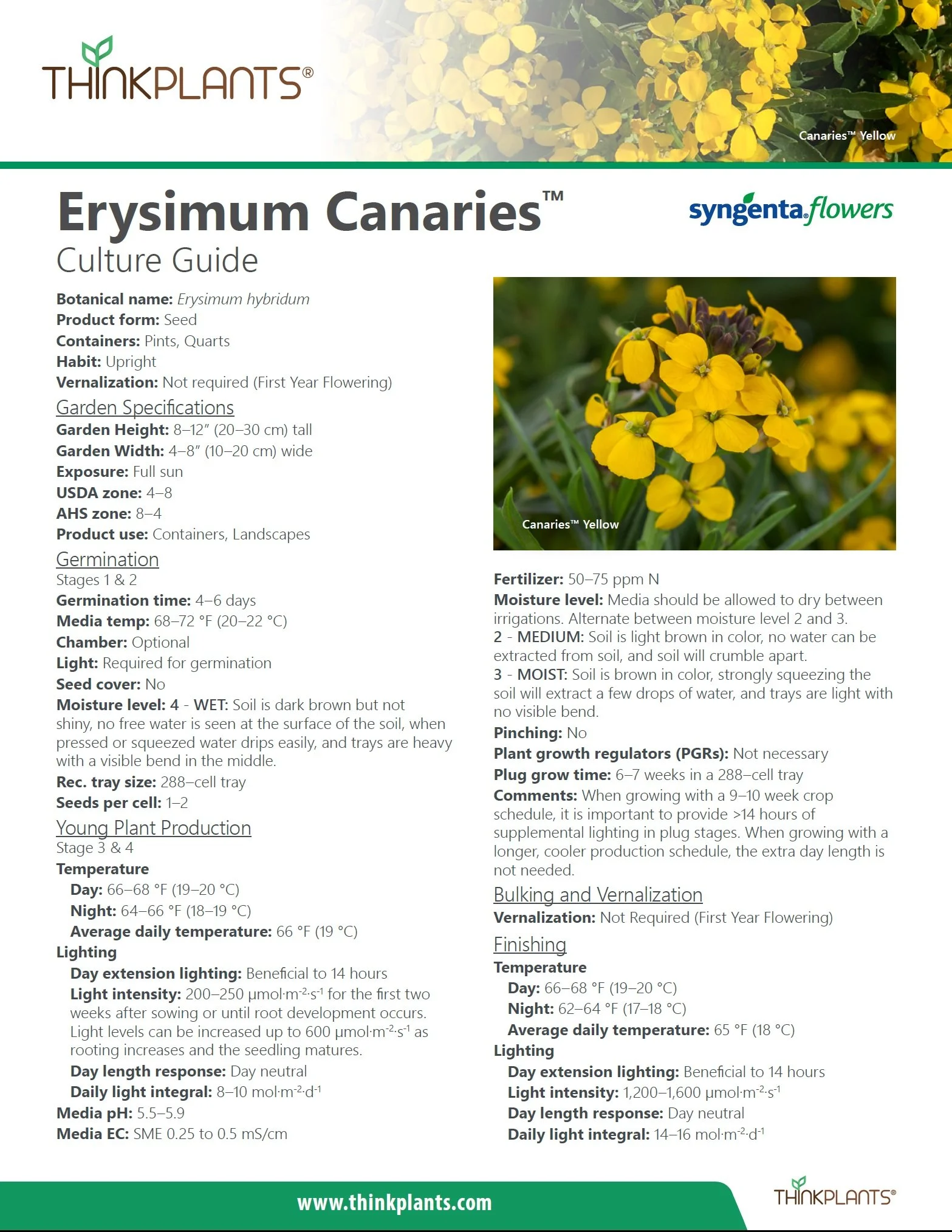 Erysimum Canaries™