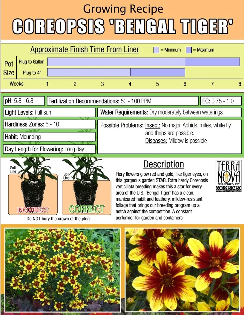 Coreopsis Bengal Tiger