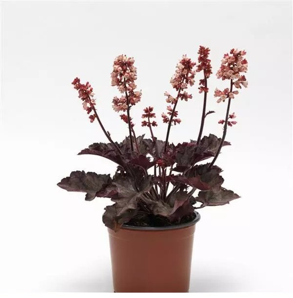 Heuchera Heucherette Pink pot white background.jpg