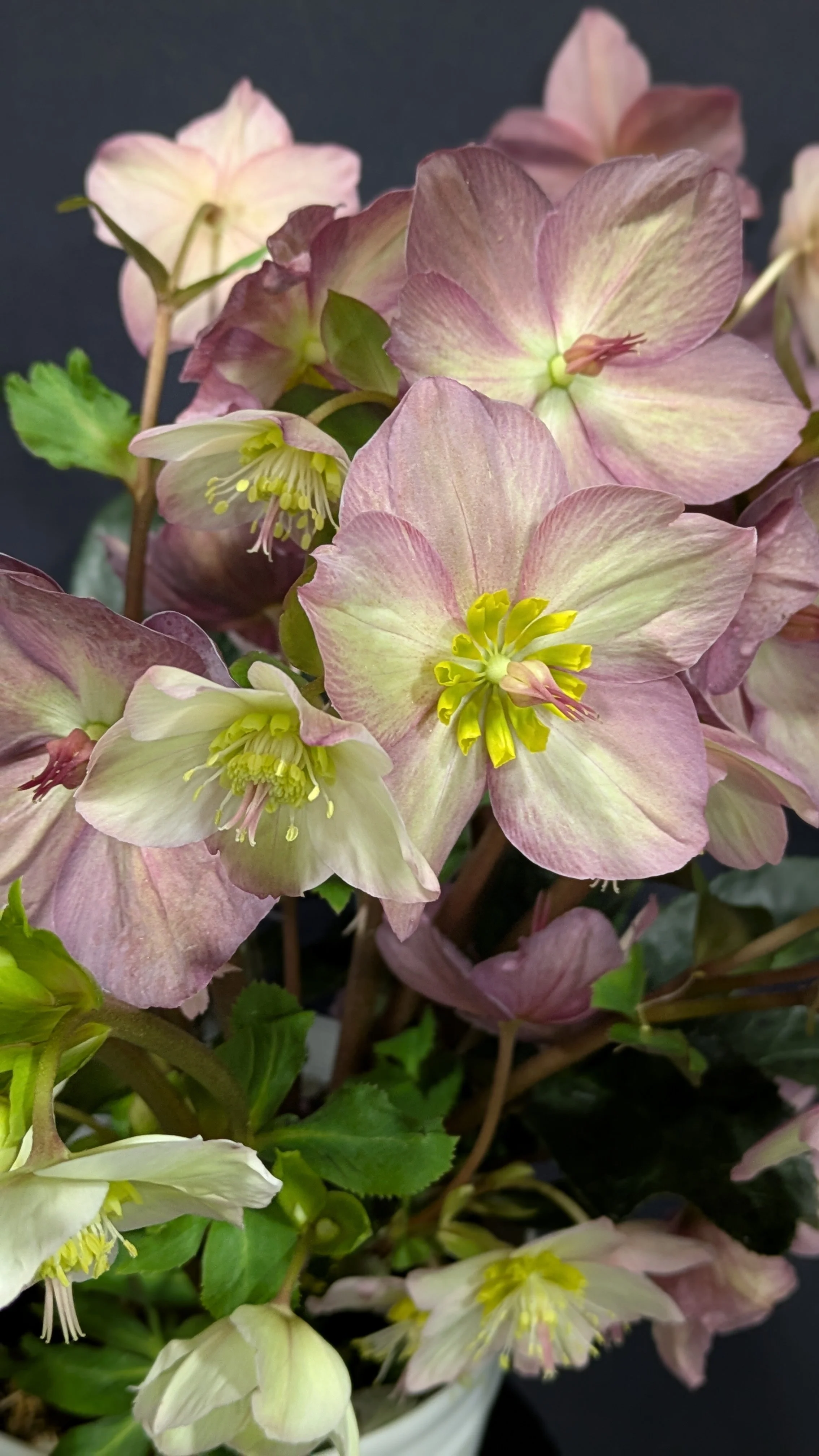 Helleborus HGC Ice N Roses Rose