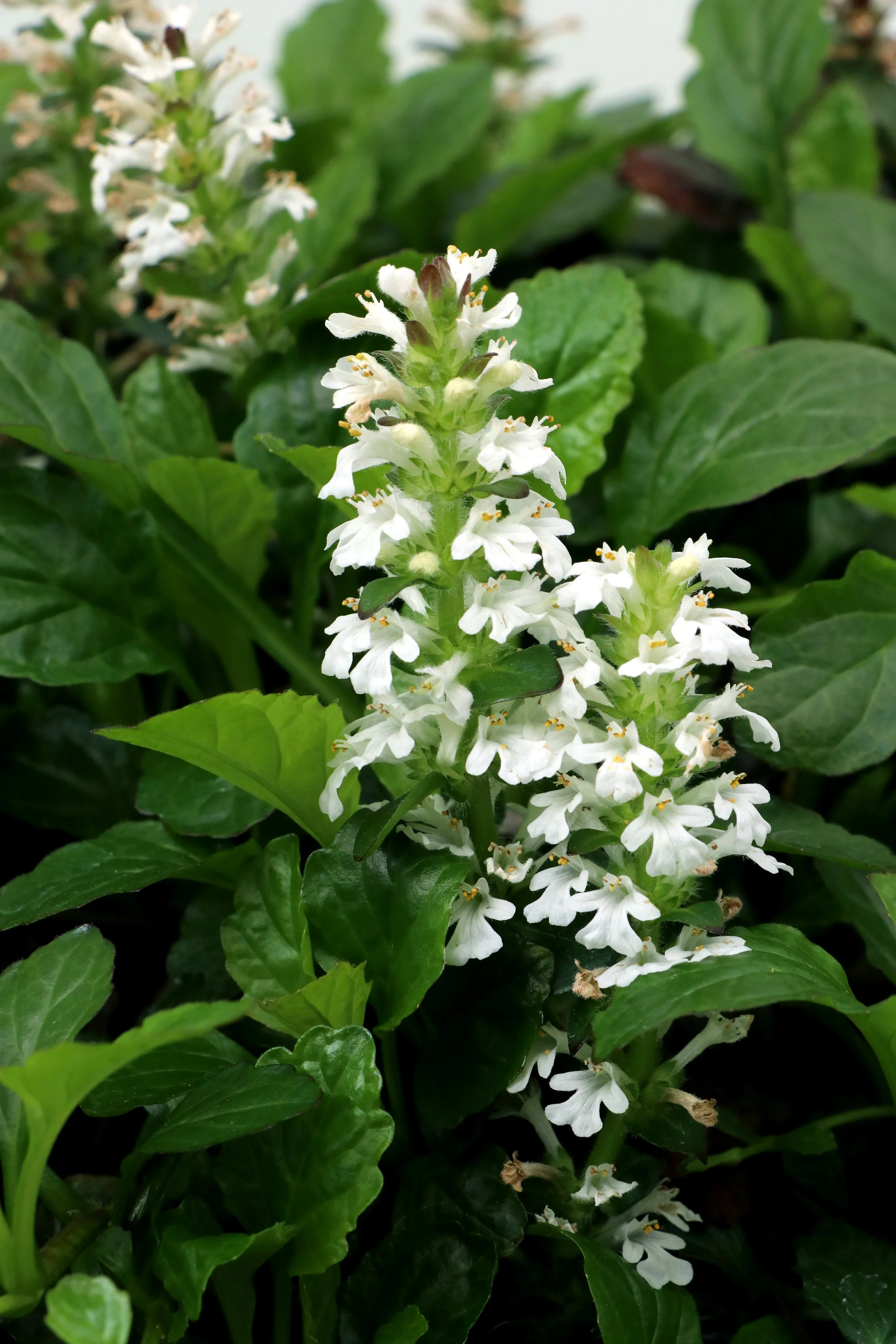 Ajuga-Nova-White-3.jpg