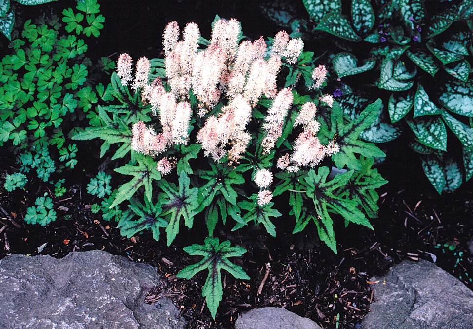 Tiarella Mint Chocolate