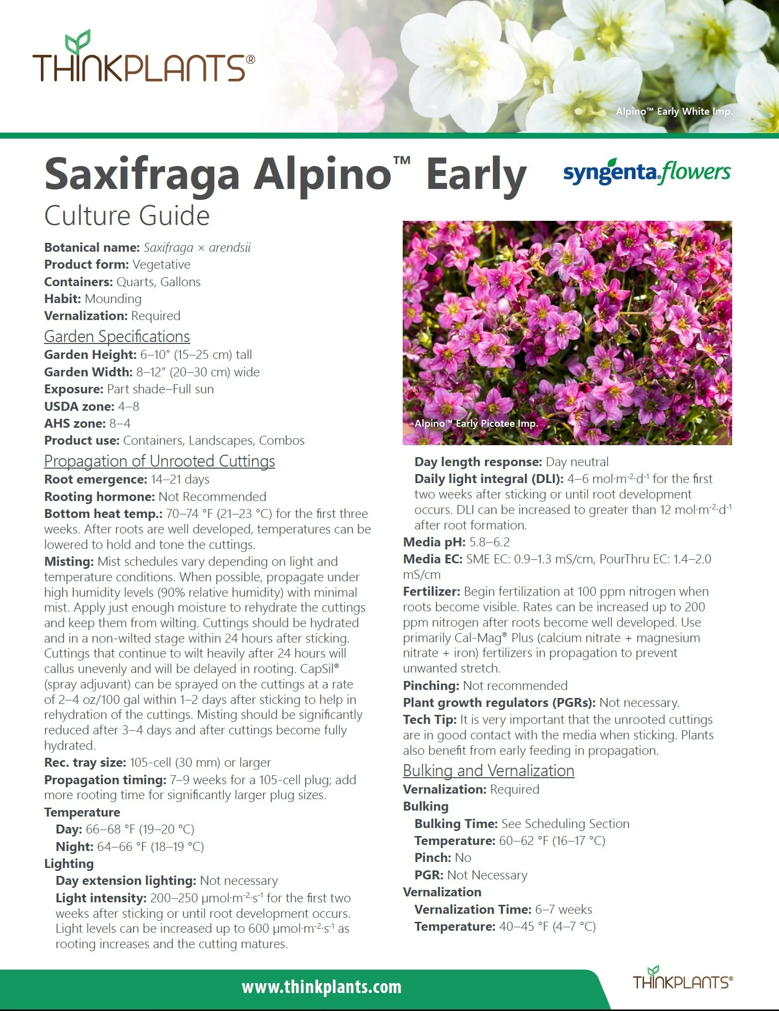 Saxifraga Alpino™ Early