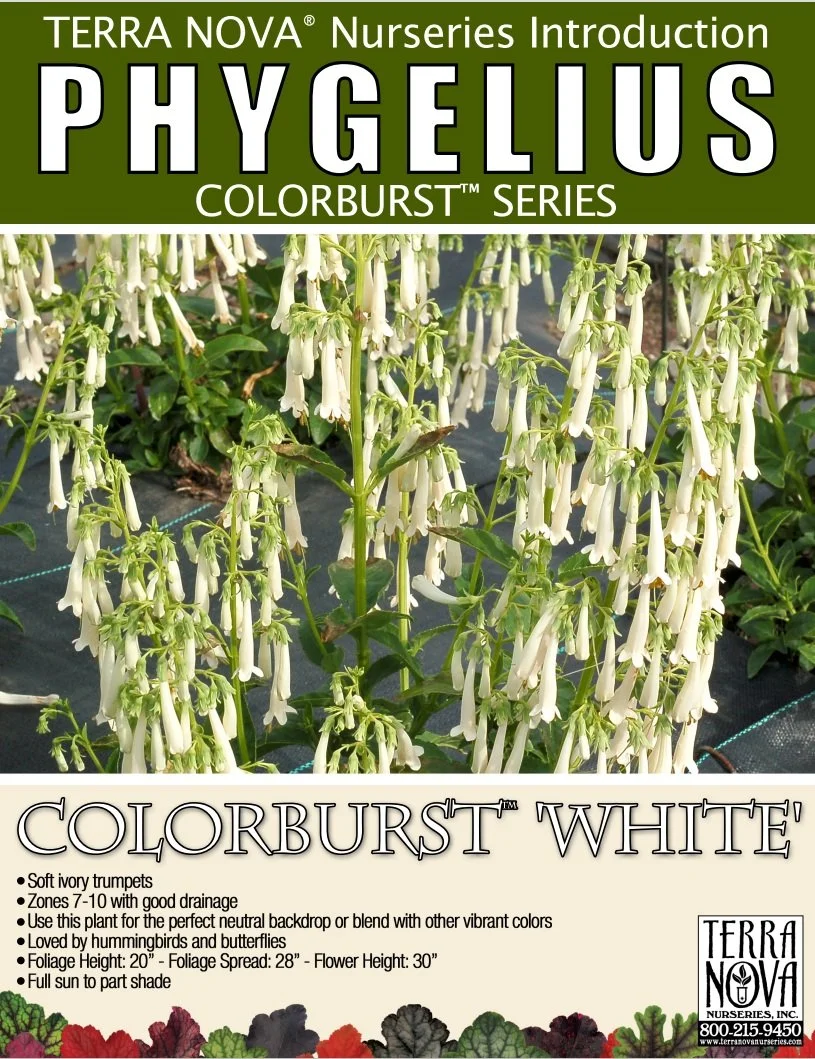 Phygelius Colorburst™ White