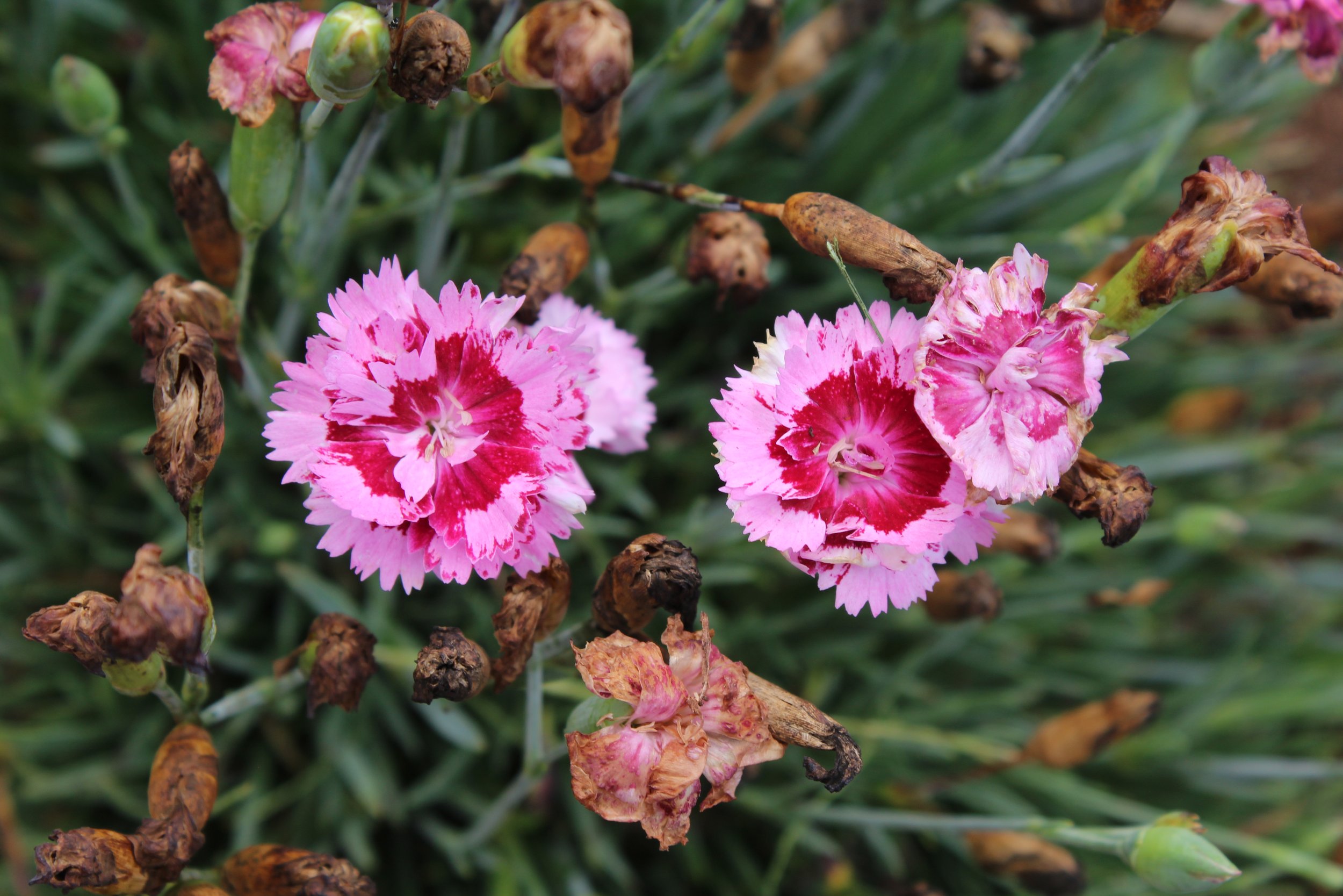 Dianthus Scent from Heaven Angel of Forgiveness - Kiwiflora - 2020 Battlefield c.jpg
