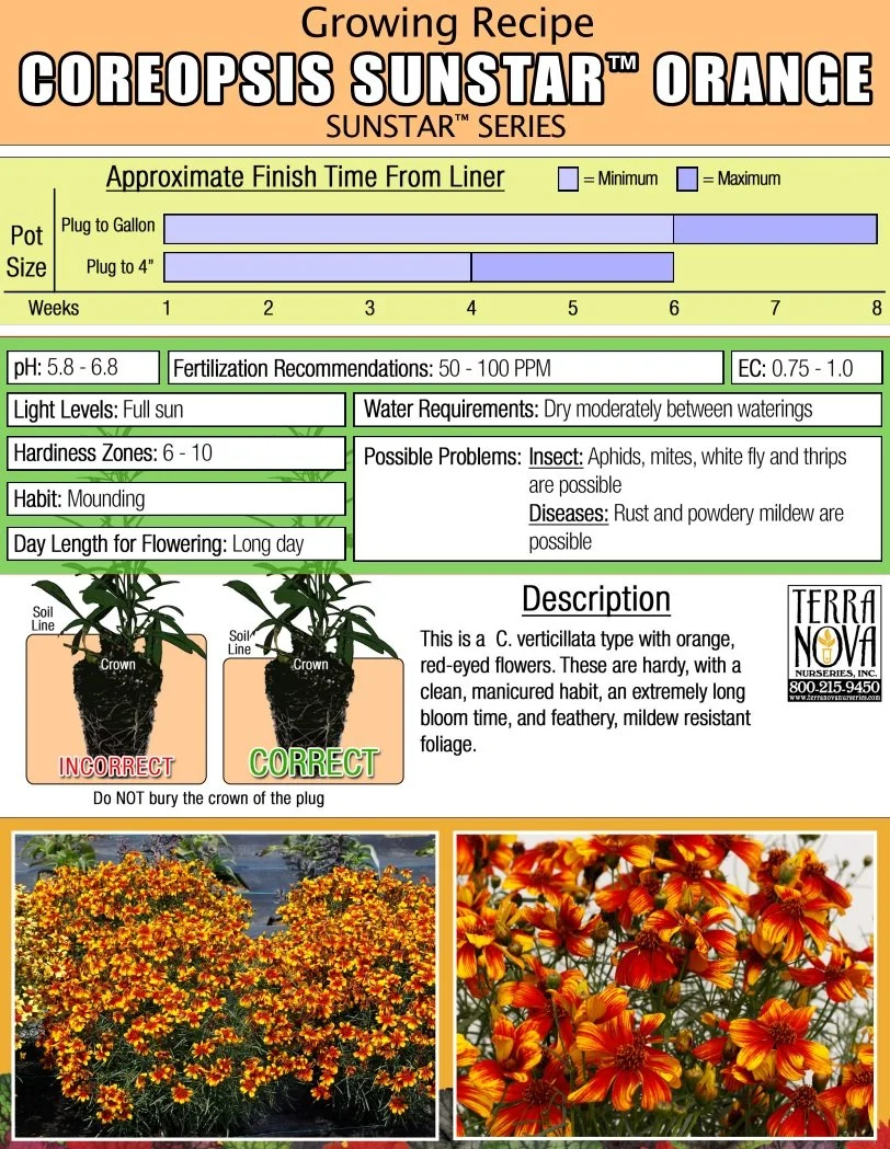 Coreopsis Sunstar™ Orange