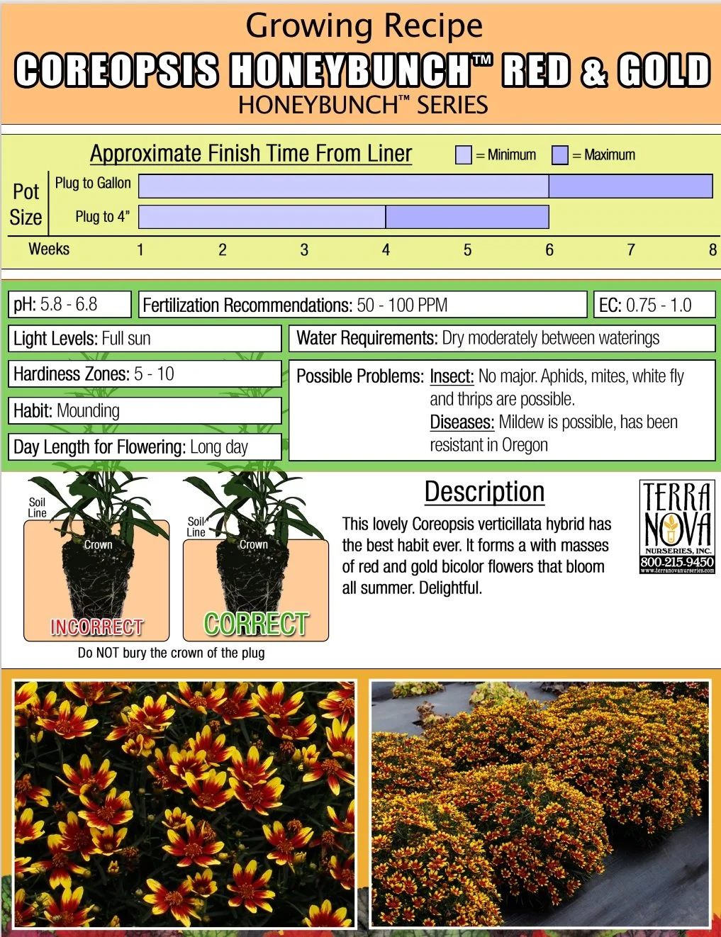 Coreopsis Honeybunch™ Red & Gold