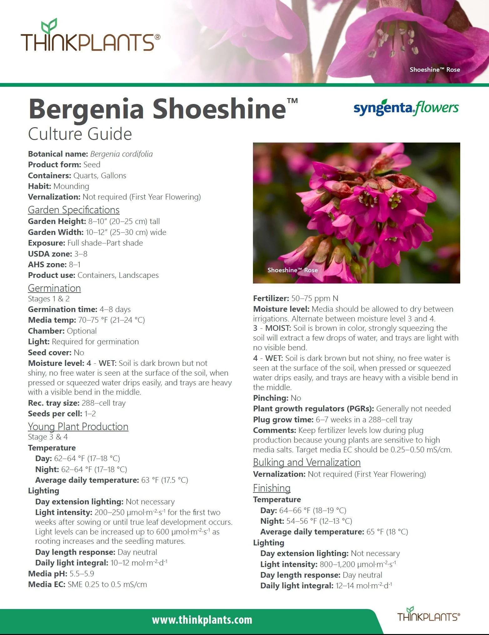 Bergenia Shoeshine™