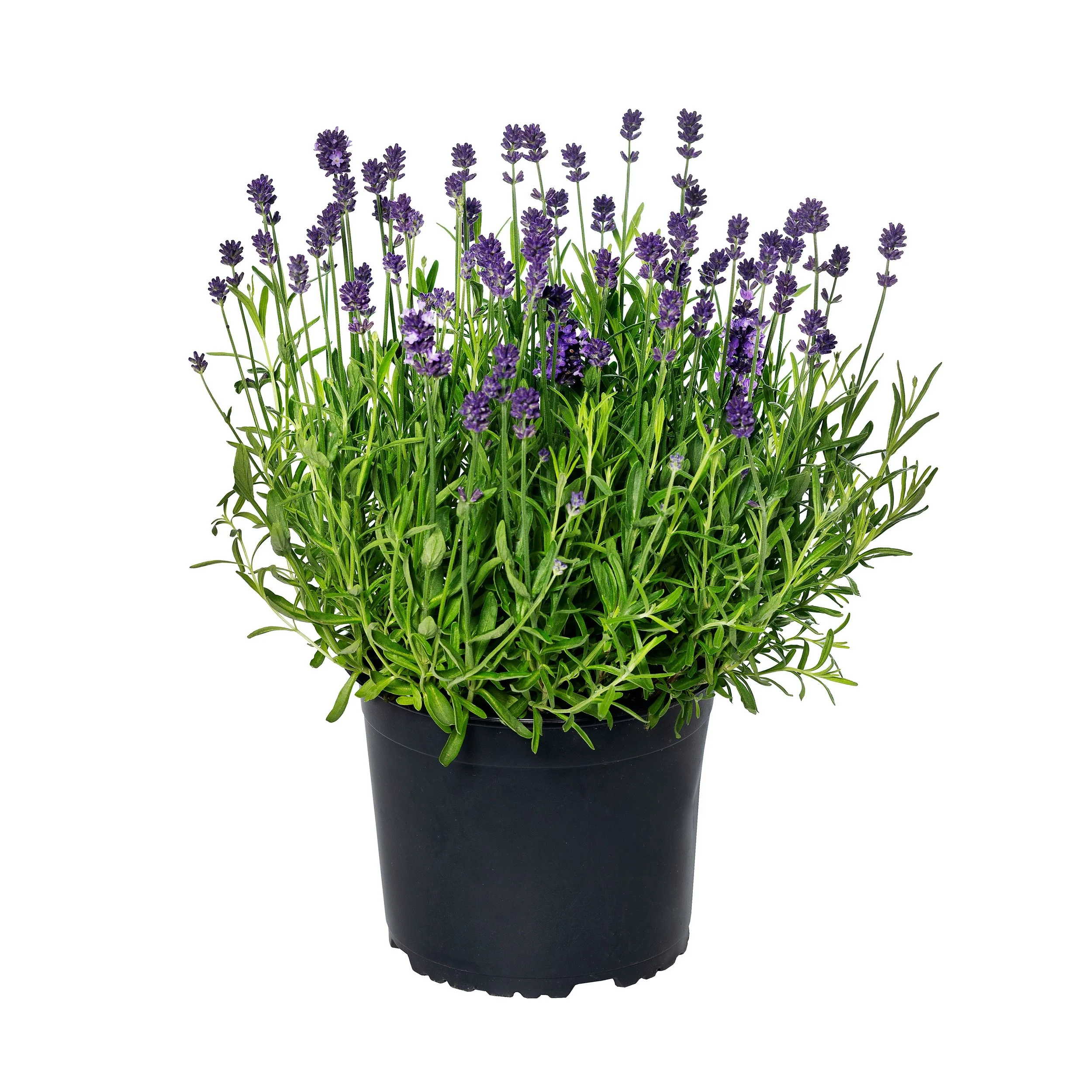 Lavandula angustifolia Scent™ Mini Blue