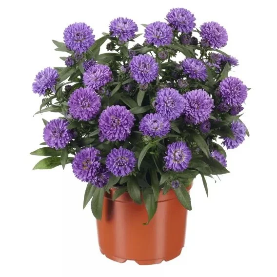 Aster Showmakers® Blue Bayou