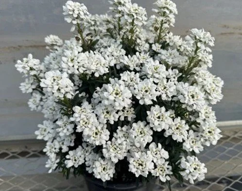 Iberis Whistler Late - Syngenta - trial photo.jpg