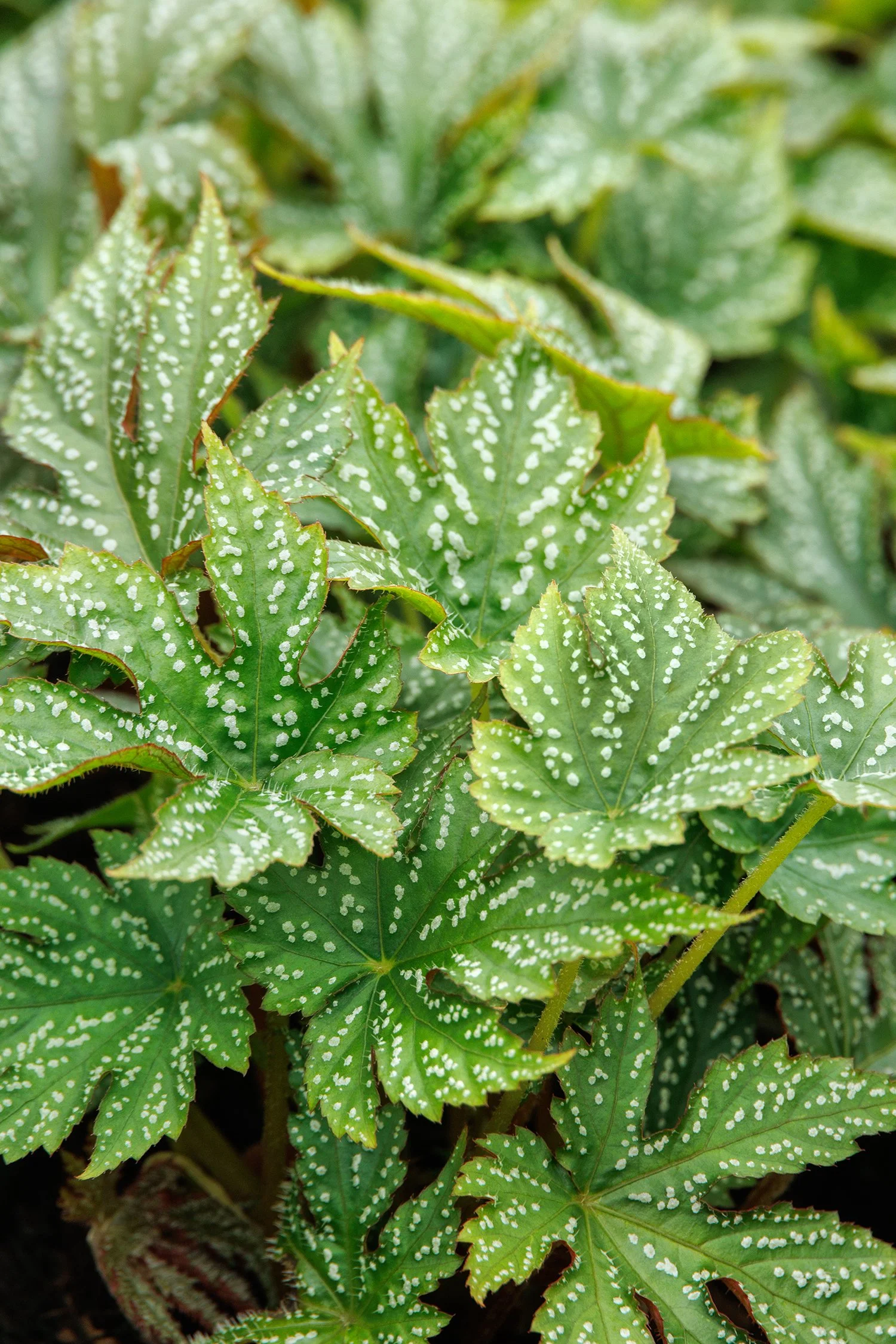 Begonia Tectonic® Shangri-La
