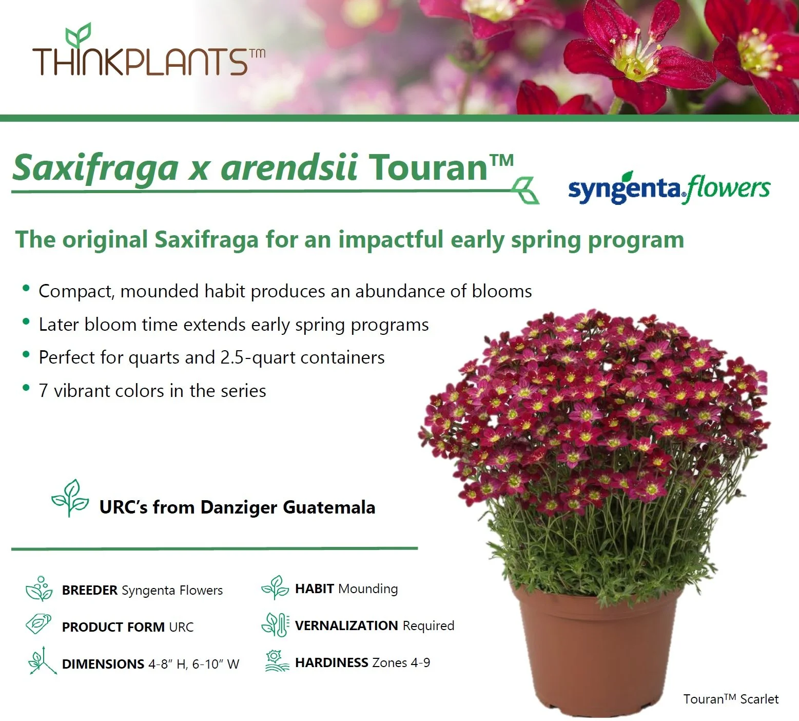 Saxifraga Touran™