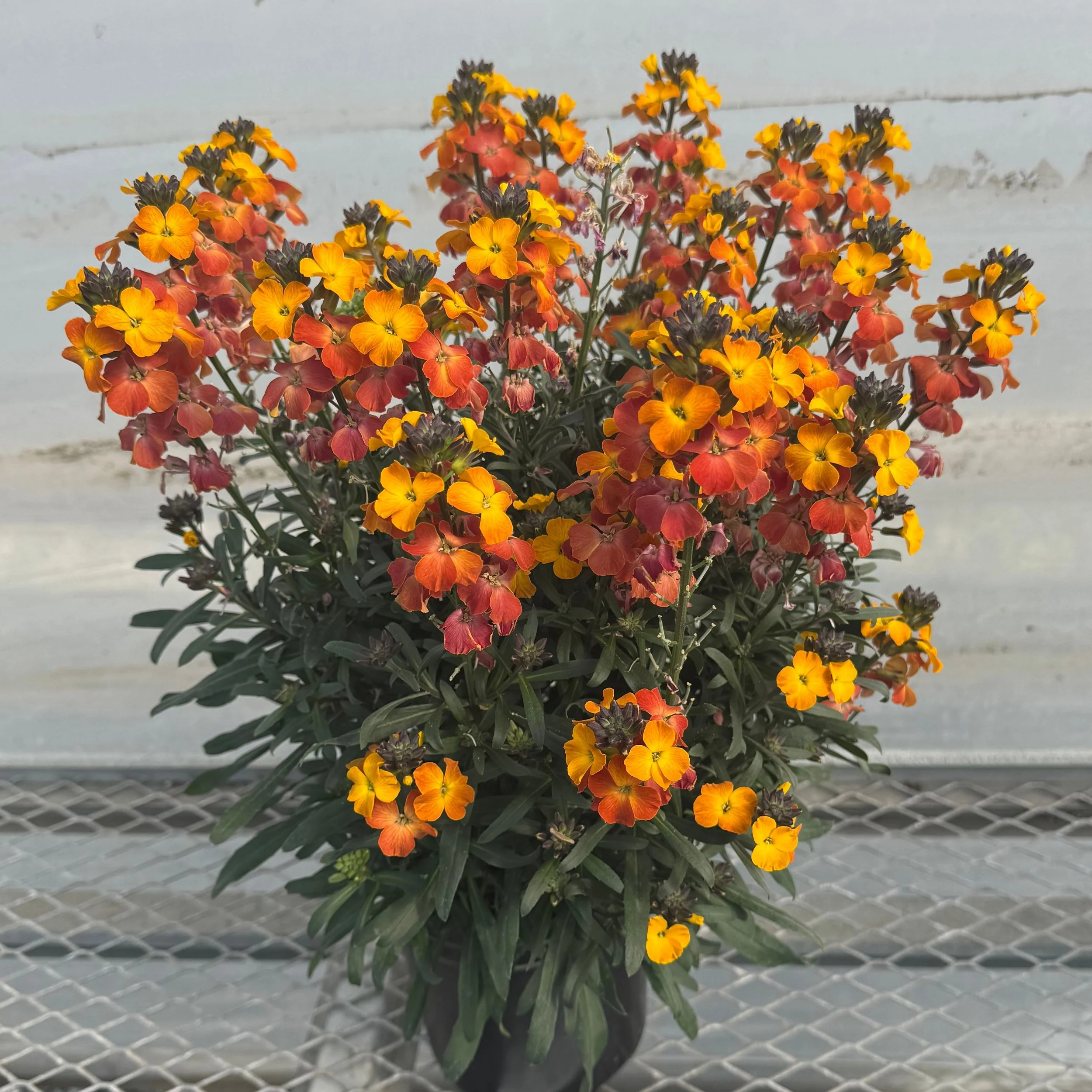 High Res jpg-Super Bowl Apricot (70094853).jpg