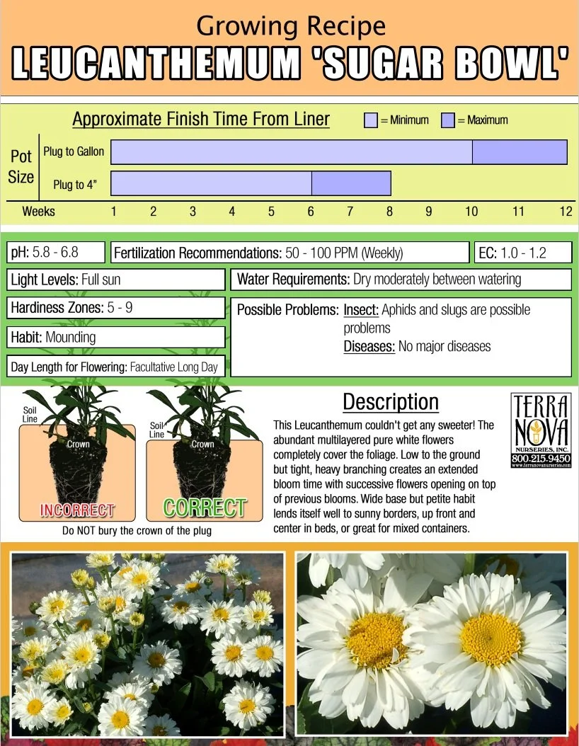 Leucanthemum Sugar Bowl