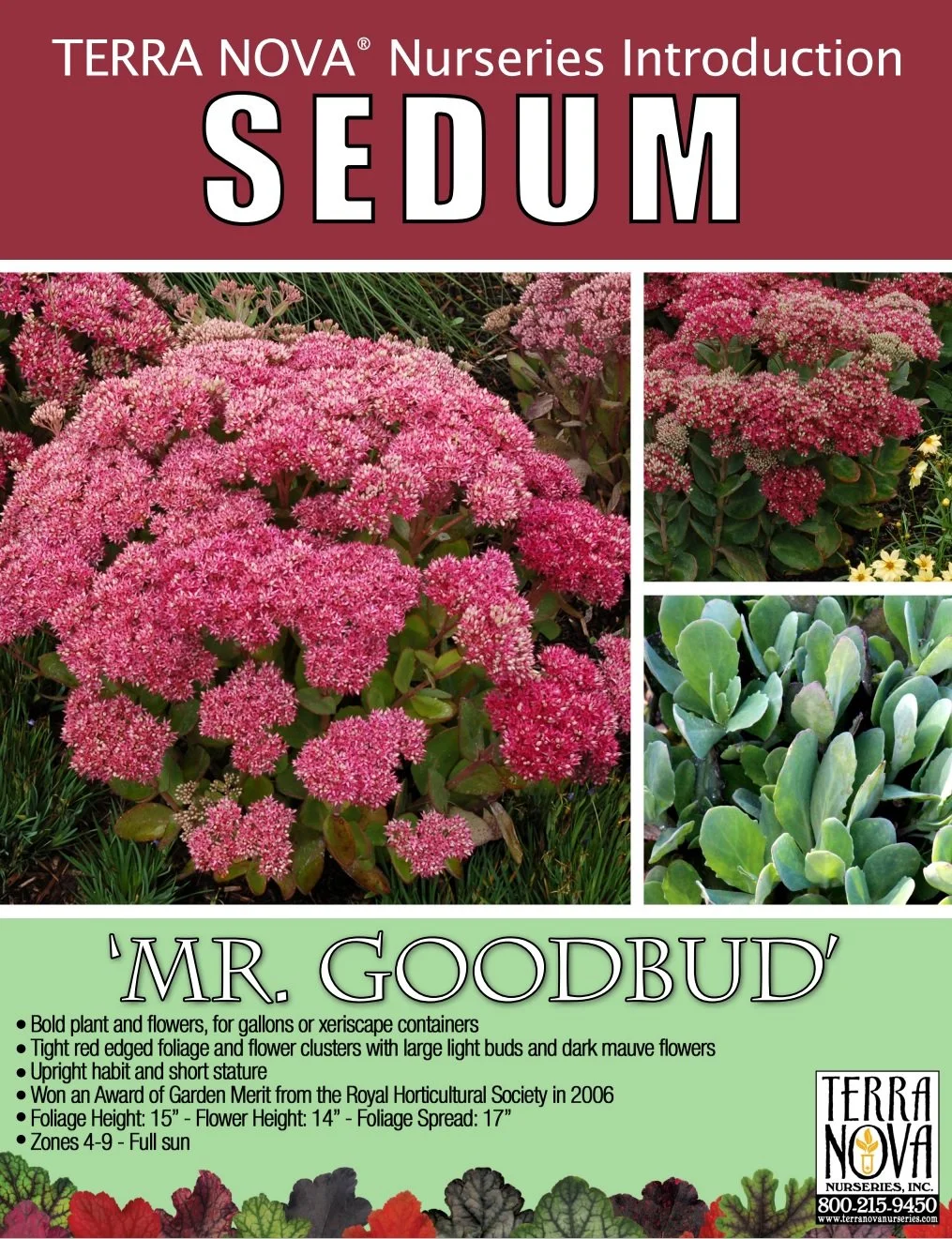 Sedum Mr. Goodbud