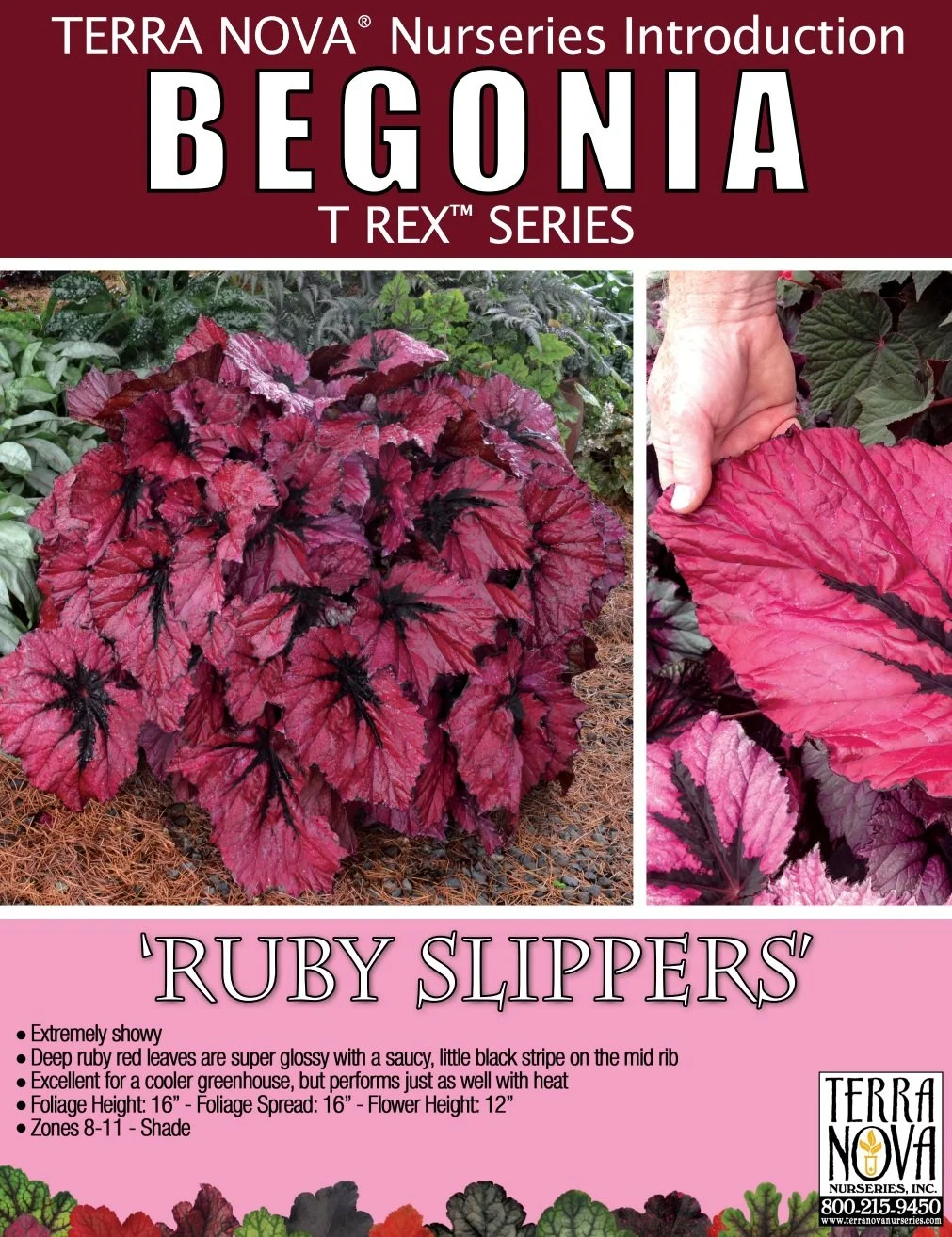 Begonia T Rex™ Ruby Slippers