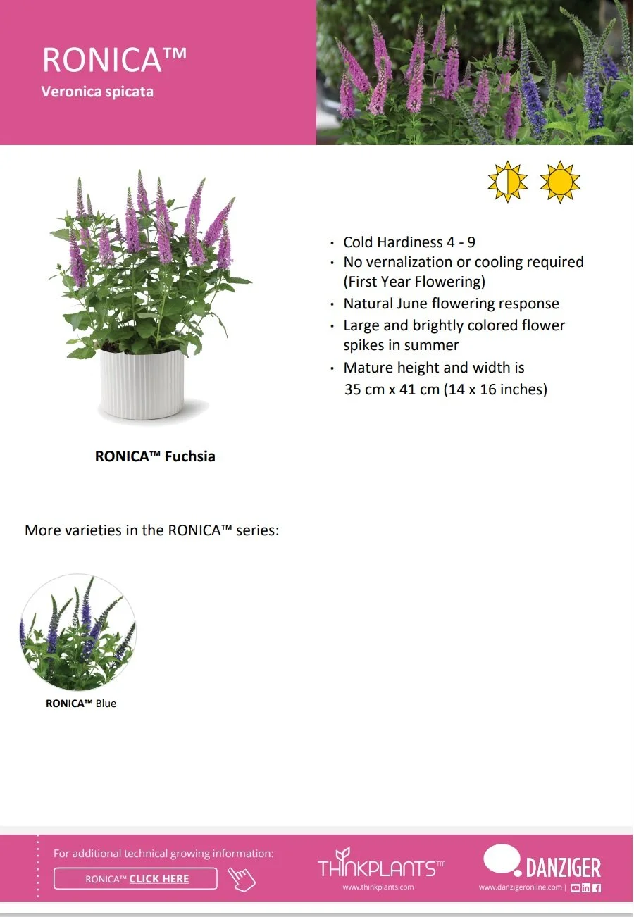Veronica Ronica™