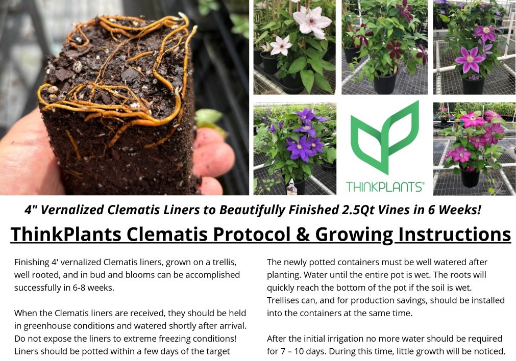 ThinkPlants Clematis Protocol & Growing Instructions.jpg