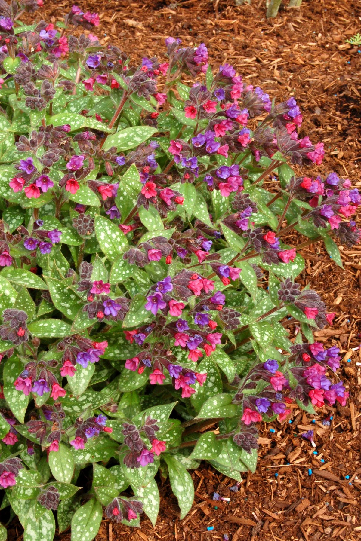 Pulmonaria Victorian Brooch