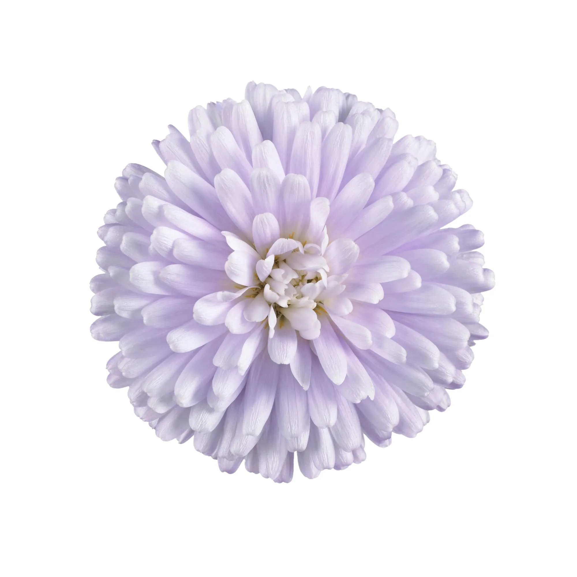 70089411-flower.jpg