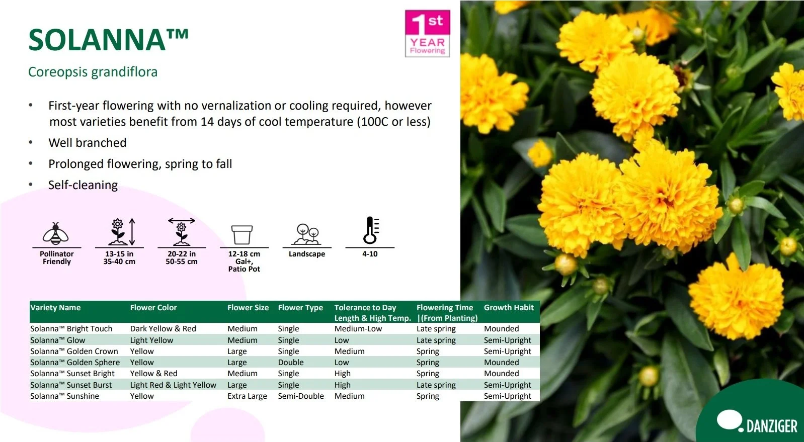 Coreopsis Solanna™