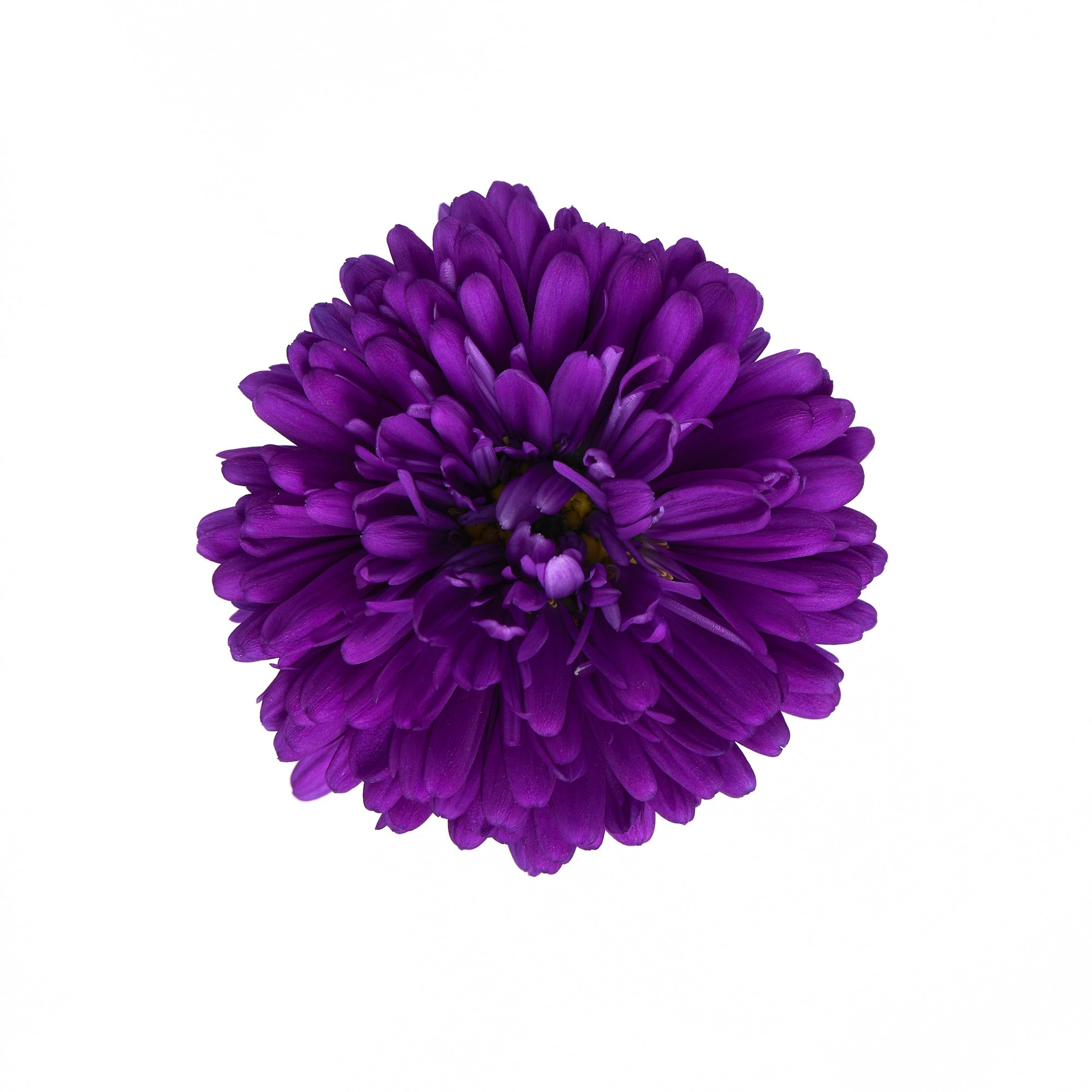 70110964-flower (1).jpg