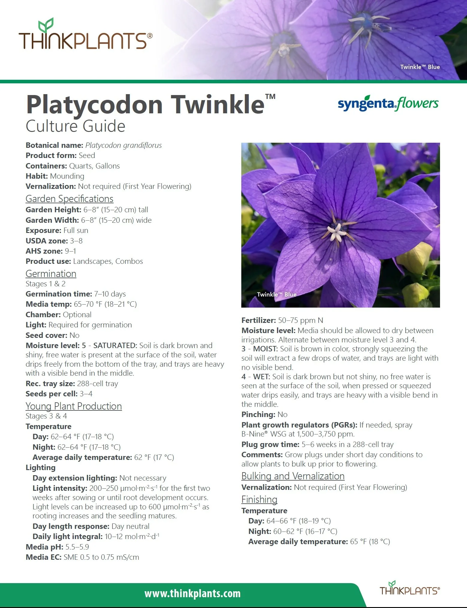 Platycodon Twinkle™