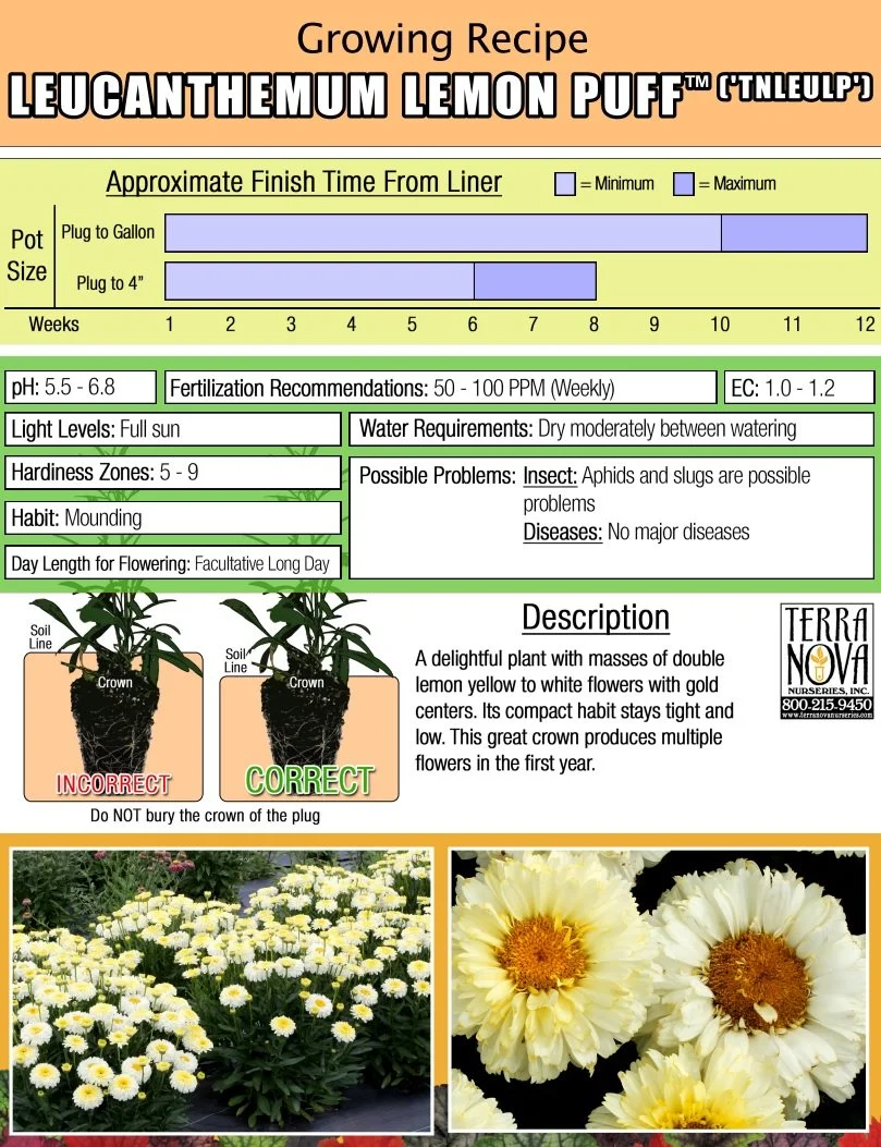 Leucanthemum Lemon Puff™