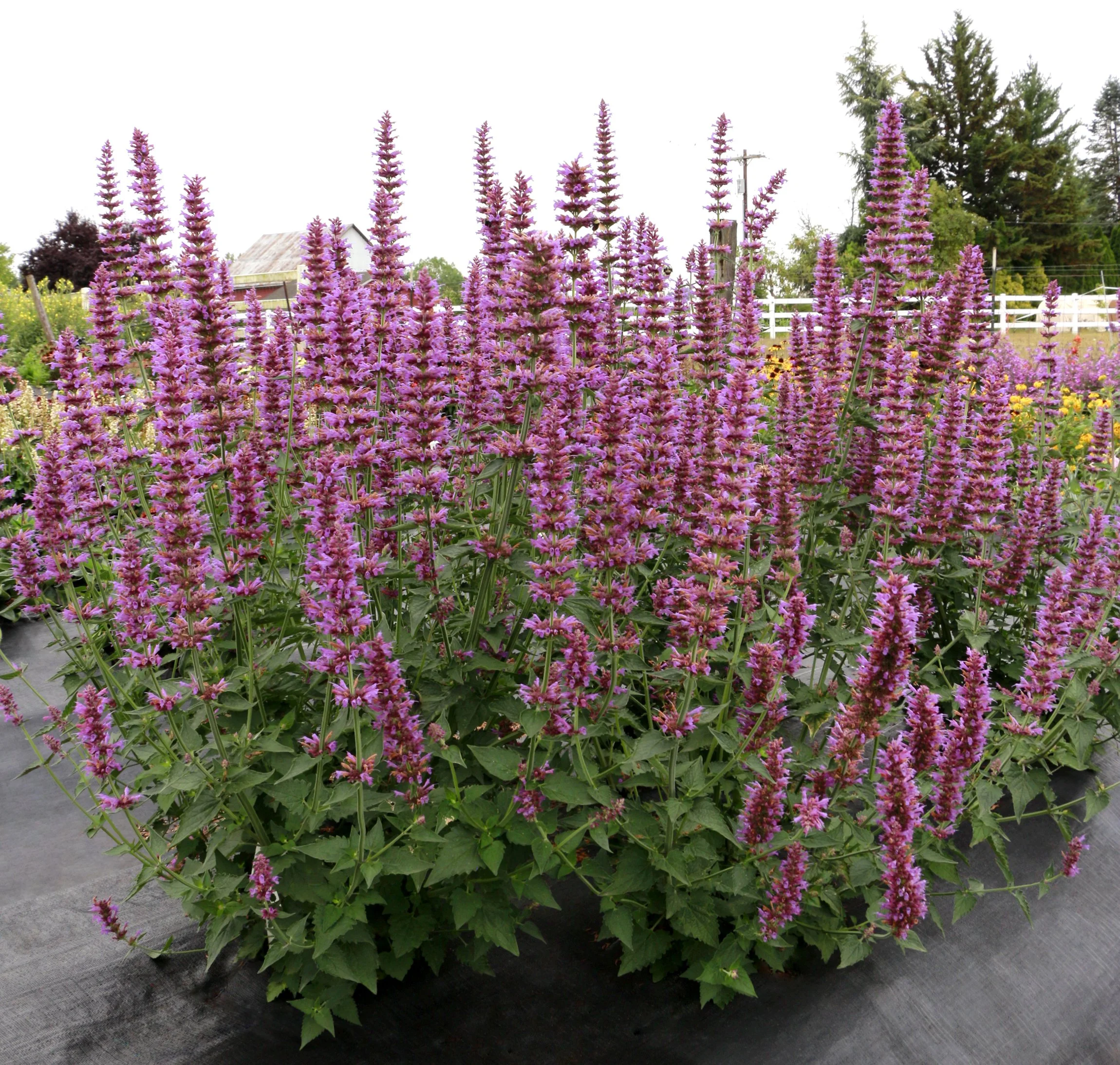 Agastache 'Prince's Plume'