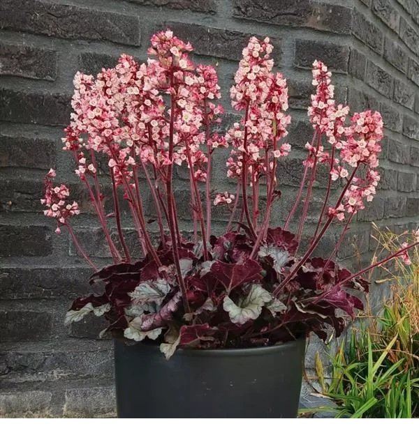 Heuchera Heucherette Pink pot.jpg