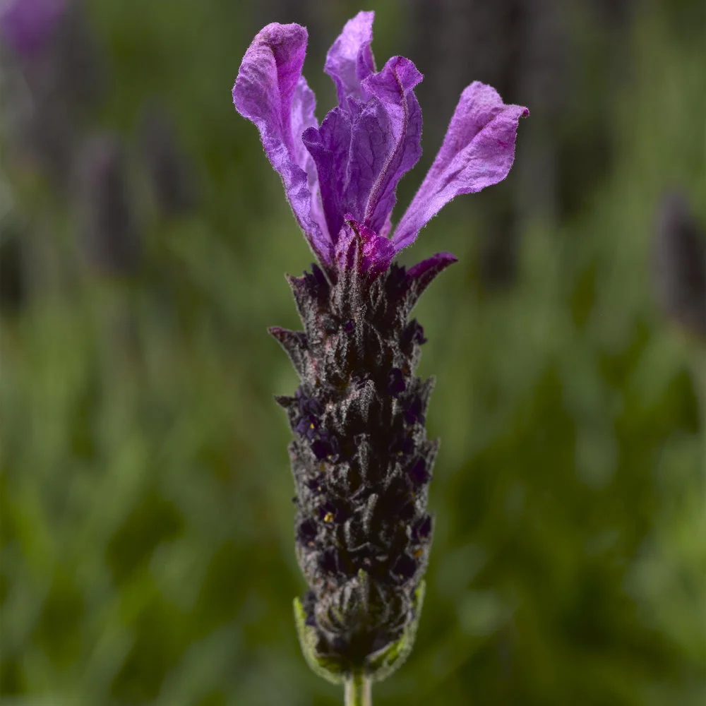 Lavandula Javelin™ Forte Deep Purple