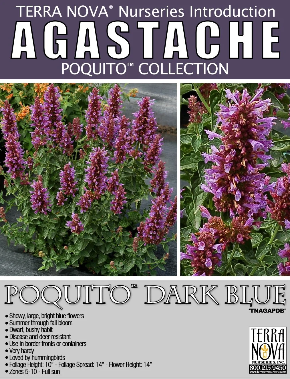 Agastache Poquito™ Dark Blue