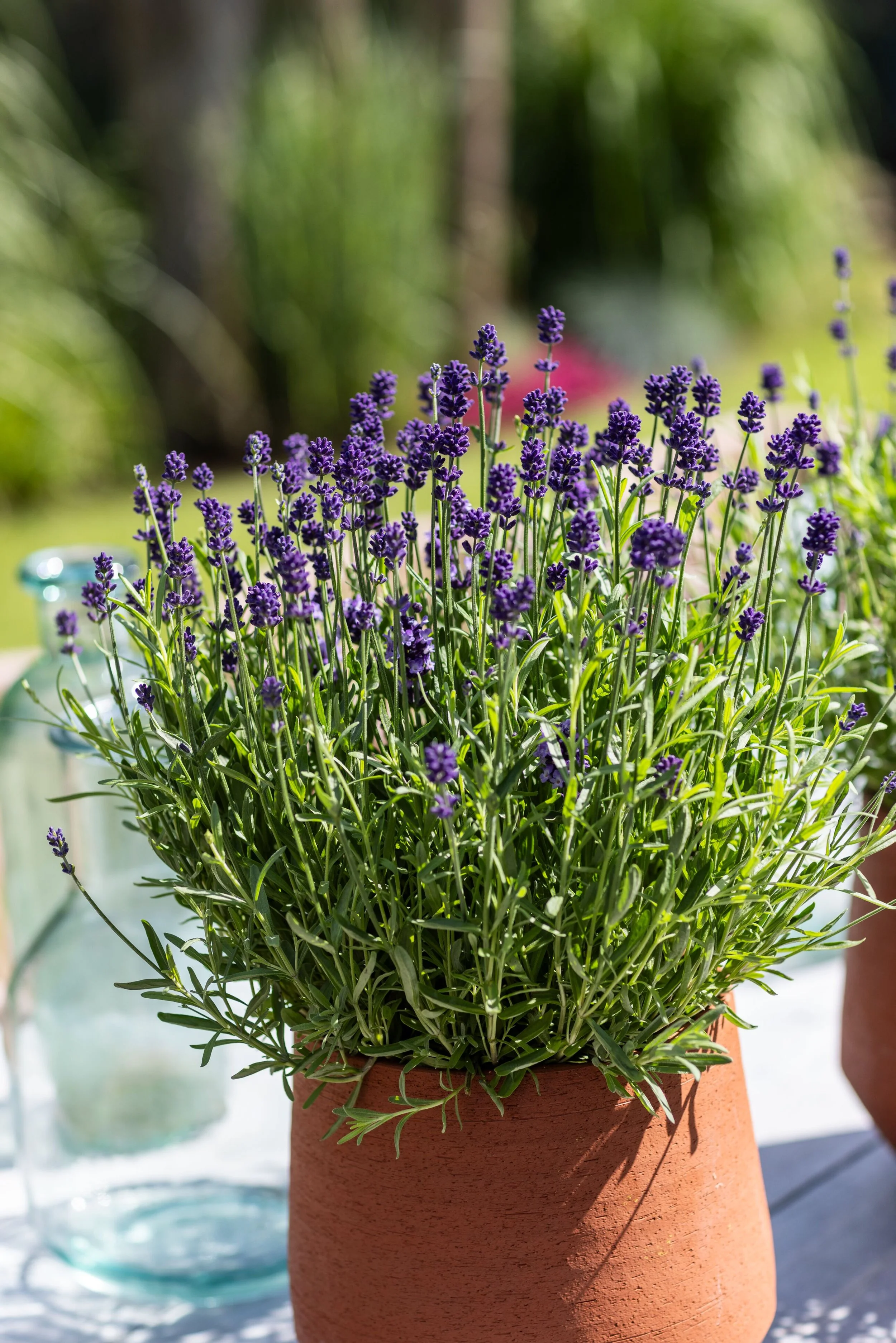High Res jpg-Scent Blue Mini (70060558) -1.jpg