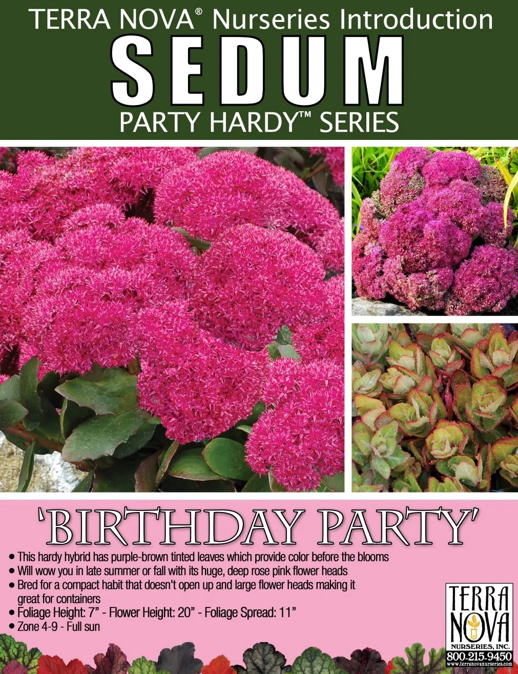 Sedum Birthday Party