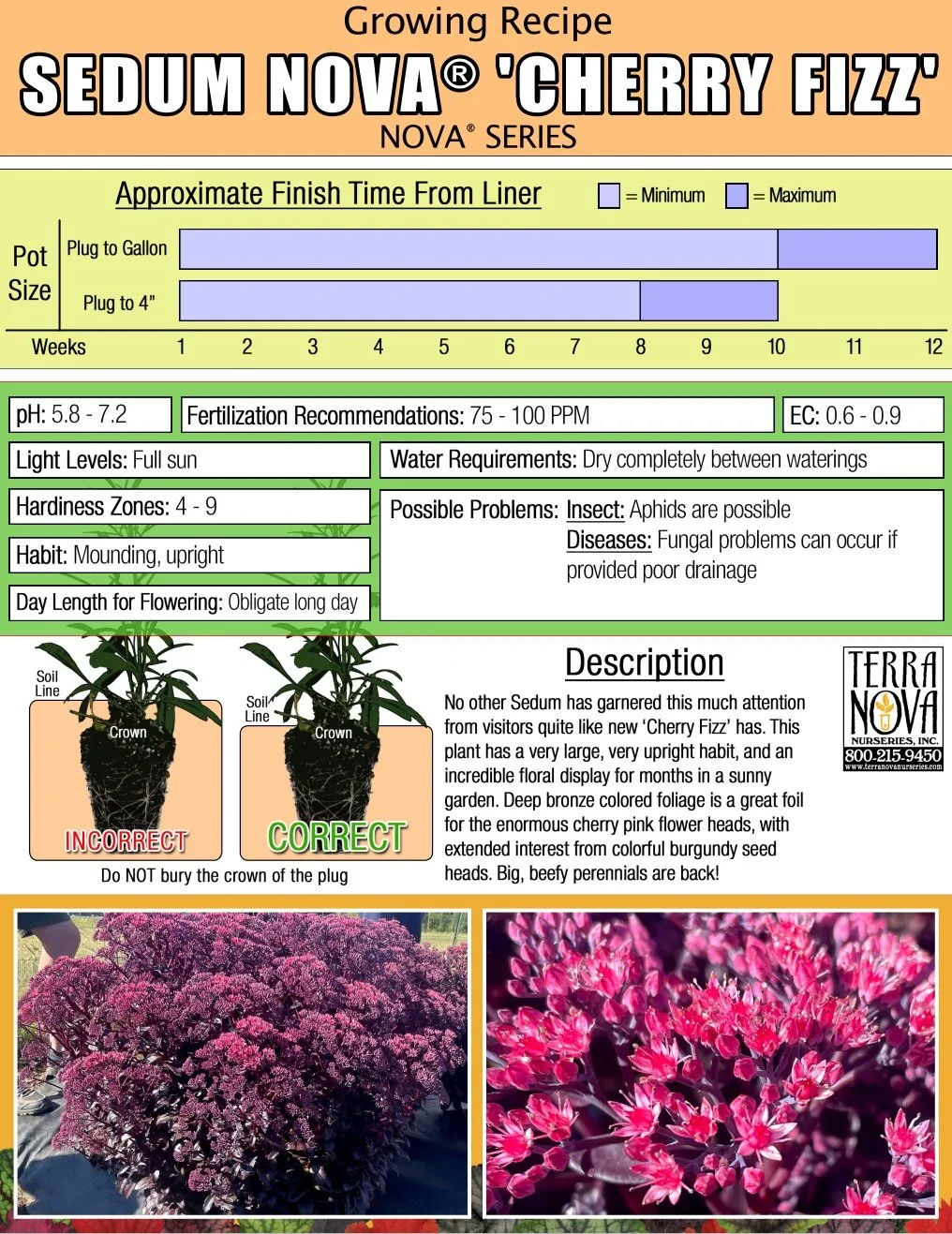 Sedum NOVA® Cherry Fizz