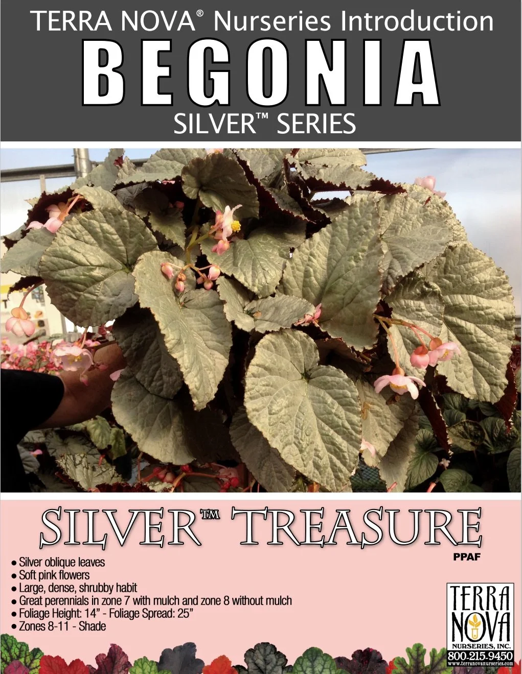 Begonia Silver™ Treasure