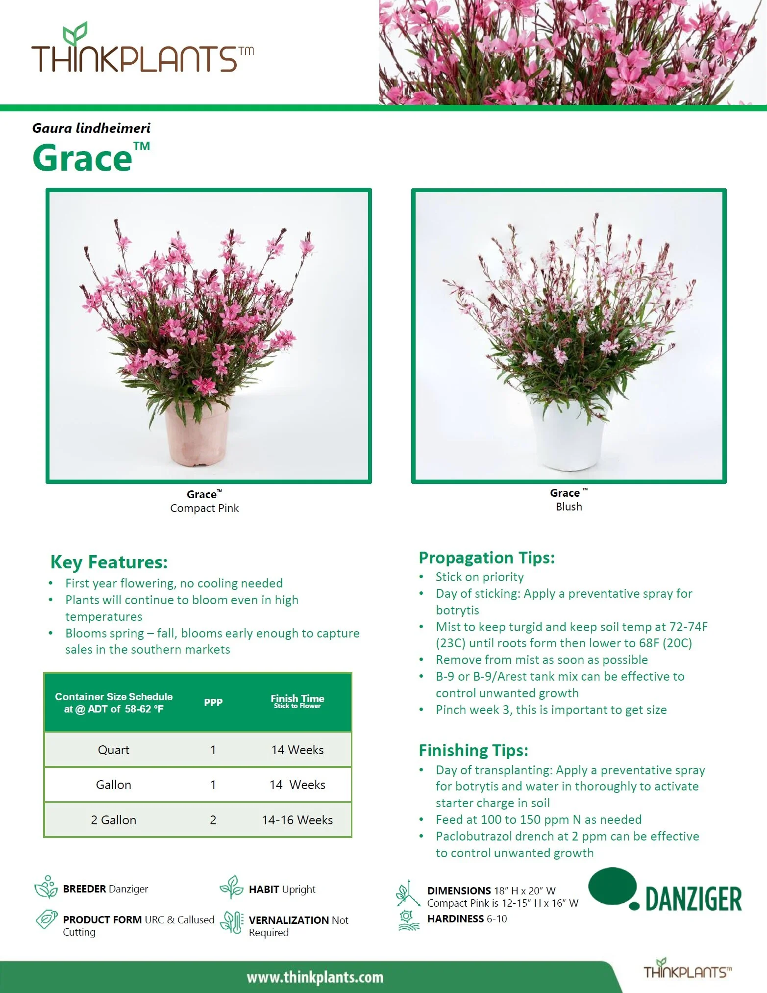 Gaura Grace™