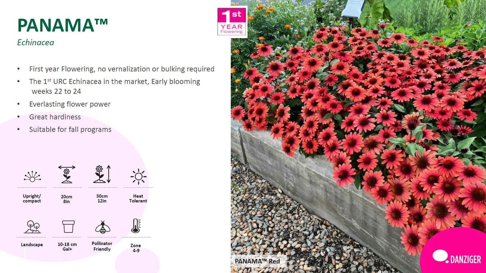 Echinacea Panama™