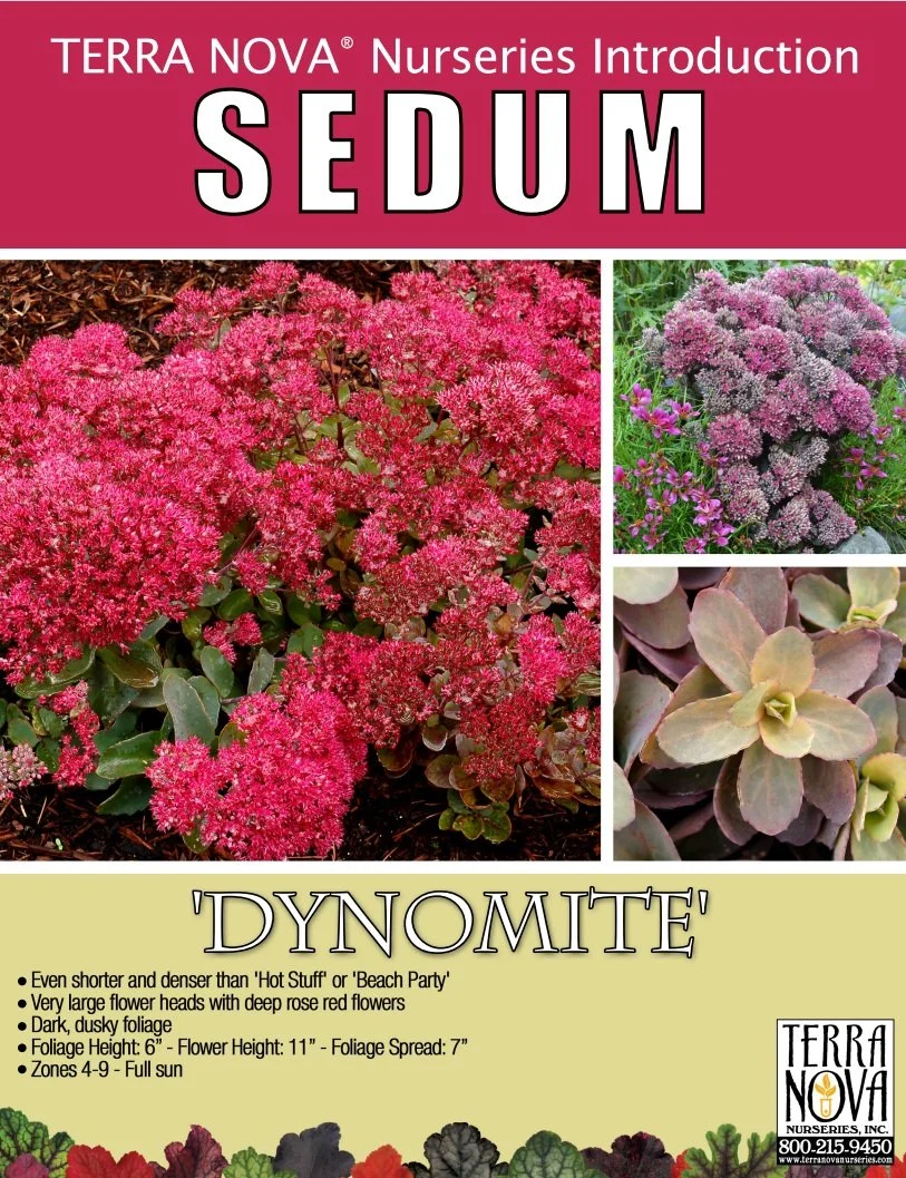 Sedum Dynomite