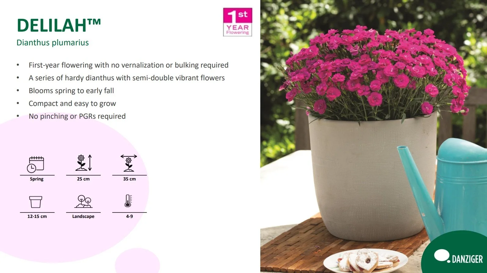 Dianthus Delilah™