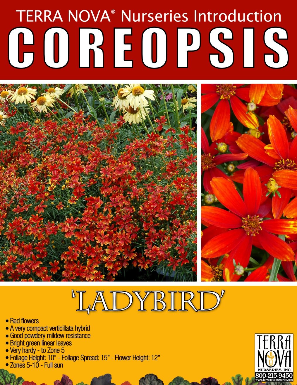 Coreopsis Ladybird