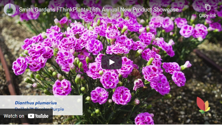 Smith Gardens-Dianthus Delilah™ Series