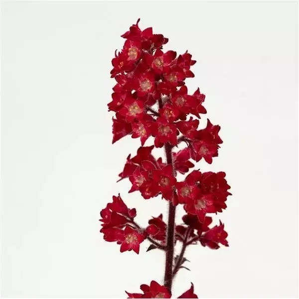 Heuchera Heucherette Red bloom closeup.jpg