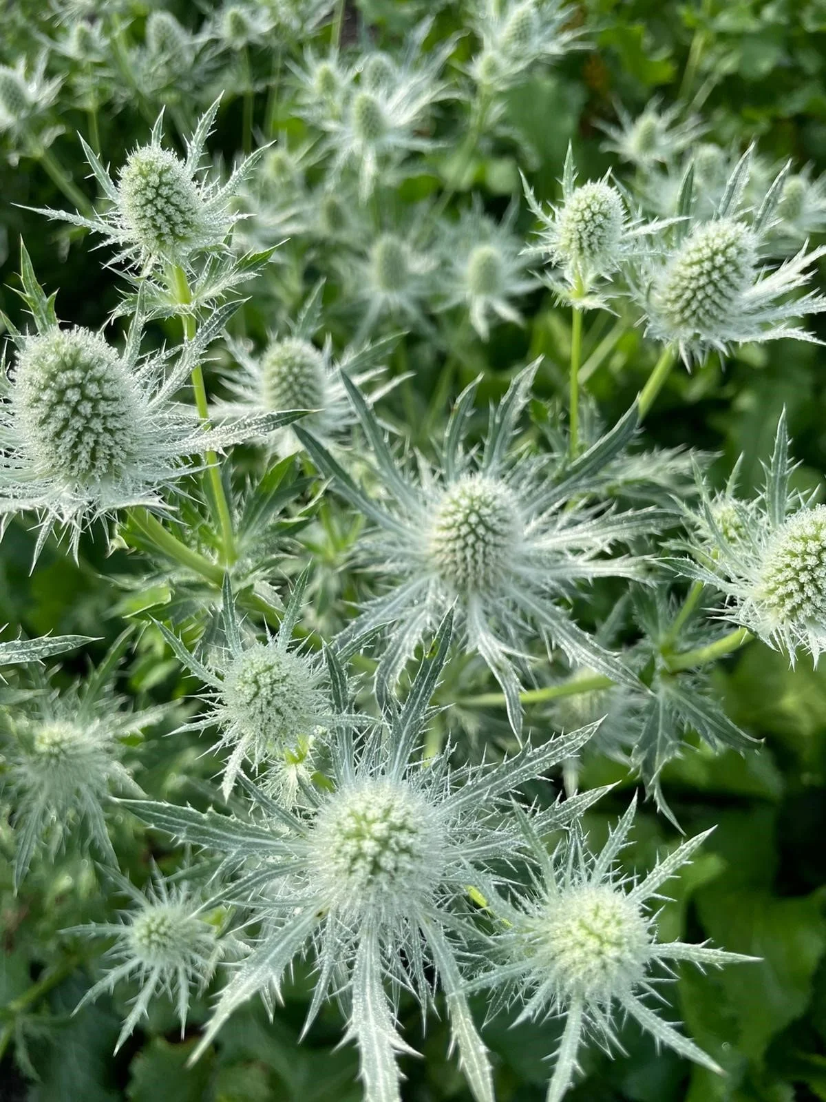 Eryngium White Lagoon