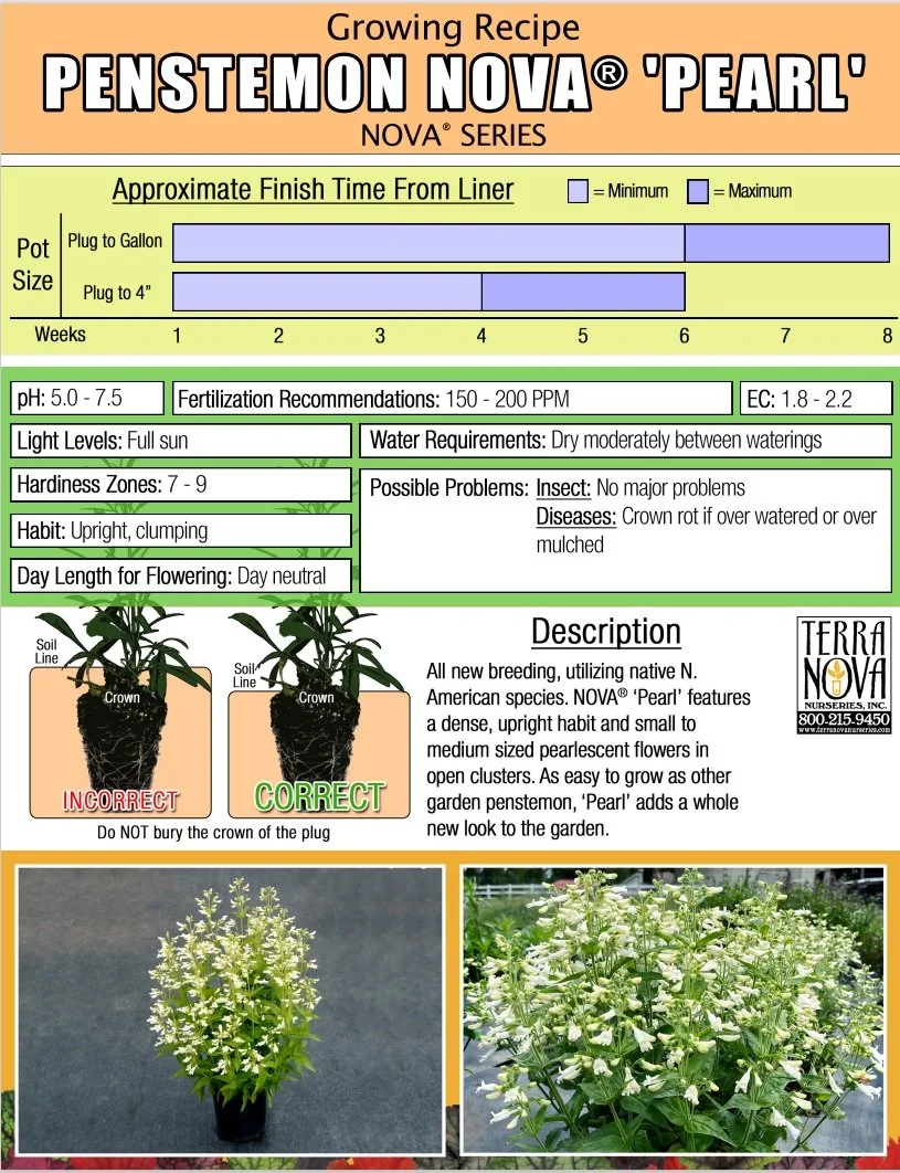 Penstemon NOVA® Pearl
